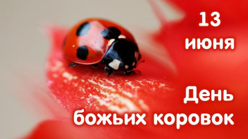 День божьих коровок День божьих коровок.